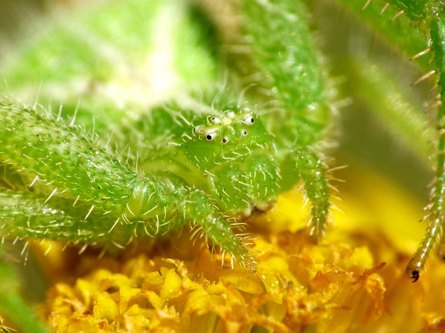 Heriaeus sp.